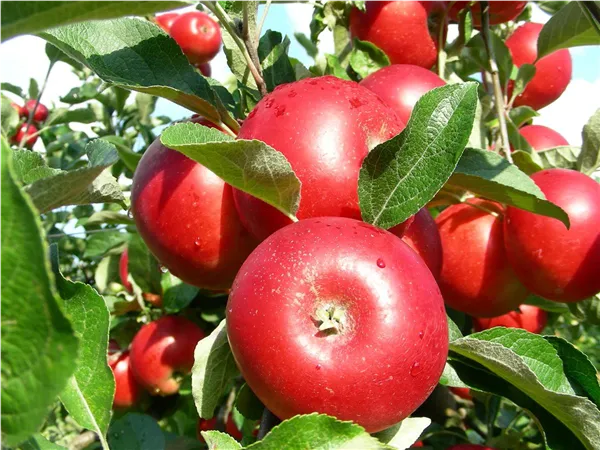 Malus 'Akane' CAC Apfel 'Akane' CAC