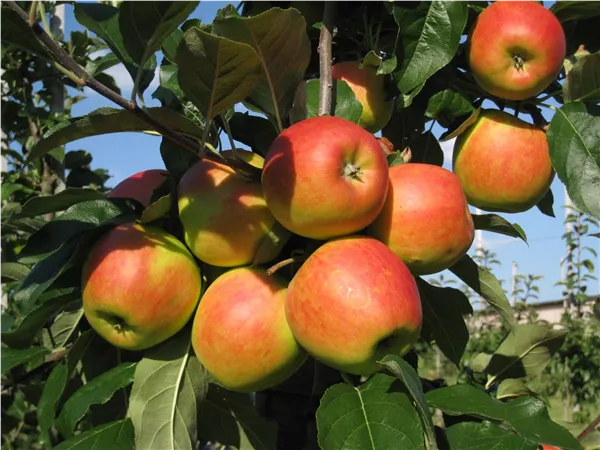 Malus 'Barbarossa' ®   zert.vf Apfel 'Barbarossa' ®   zert.vf