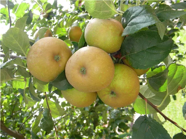 Malus 'Bommeranzen'   CAC Apfel 'Bommeranzen'   CAC