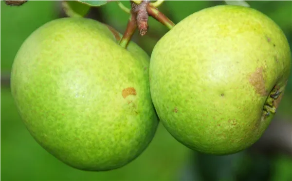 Pyrus com.'Champagner Bratbirne'   CAC Birne 'Champagner Bratbirne'   CAC