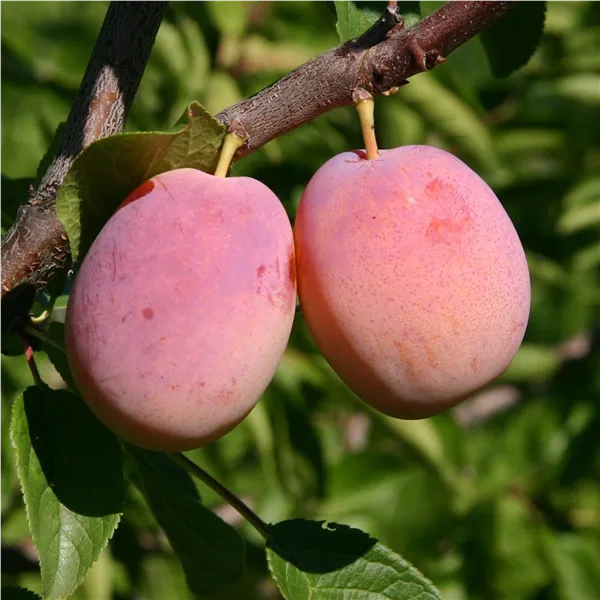 Prunus dom.'Aprimira' ®   CAC Zwetsche 'Aprimira' ®   CAC