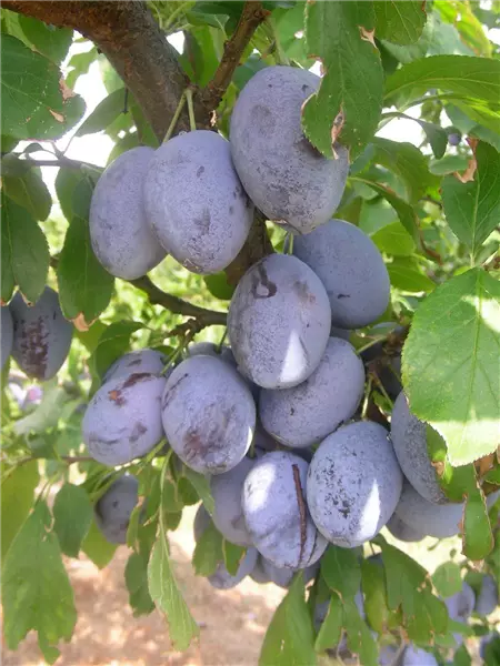 Prunus dom.'Hanka' -R- zert.vf Zwetsche 'Hanka' -R- zert.vf