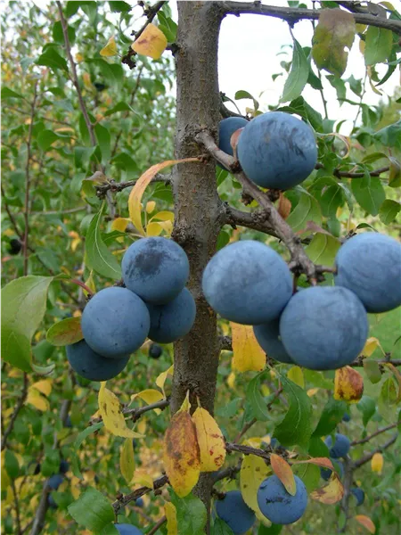 Prunus spinosa 'Merzig'   CAC Schlehe, Schwarzdorn 'Merzig'   CAC