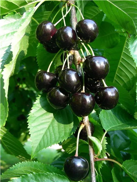 Prunus av.'Benjaminler'   CAC Brennkirsche 'Benjaminler'   CAC