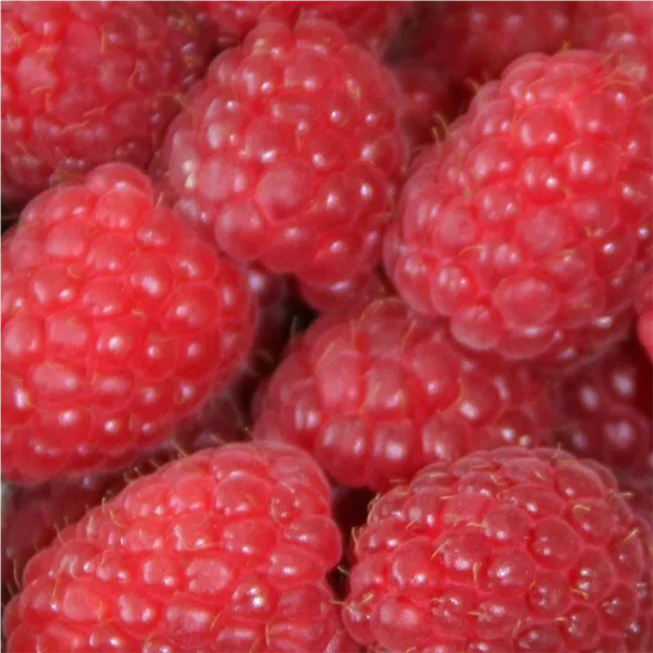 Rubus id. 'Himbotop' ®   CAC Himbeere 'Himbotop' ®   CAC