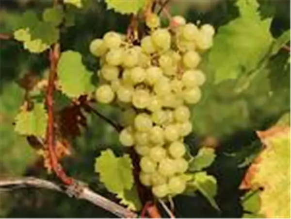 Vitis 'Arkadia' Weinrebe 'Arkadia'