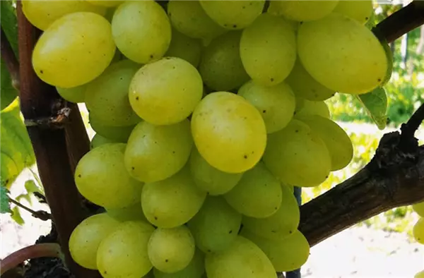 Vitis 'Sulima' Weinrebe 'Sulima'