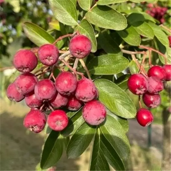 Sorbus aucuparia 'Nr. 2 Prof. Stolle Var. 7/13' Eberesche; Vogelbeere 'Nr. 2 Prof. Stolle Var.7/13