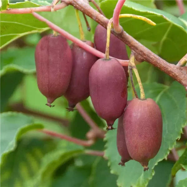 Actinidia arguta 'Red Jumbo' weiblich Kiwi 'Red Jumbo' weiblich