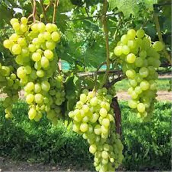 Vitis 'Romulus' Weinrebe 'Romulus'