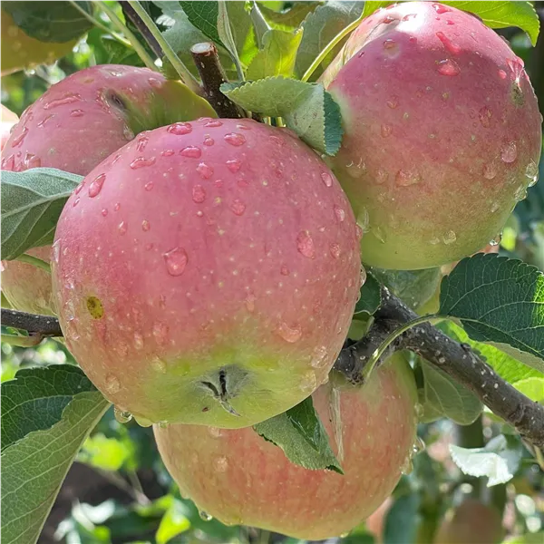 Äpfel