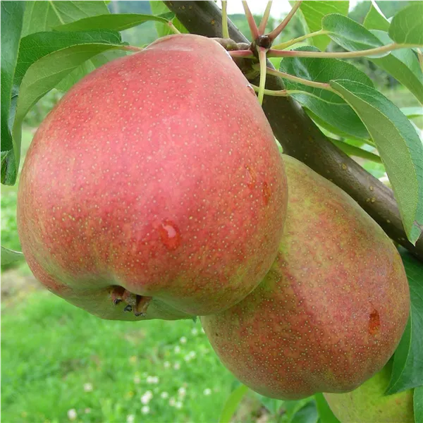 Birnen