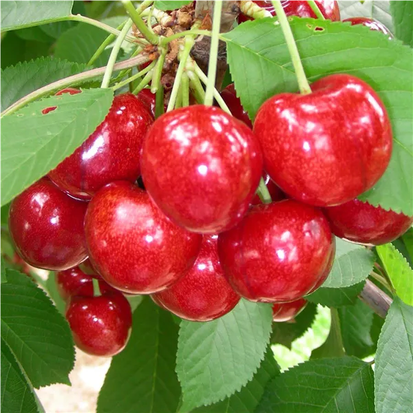 Süßkirschen