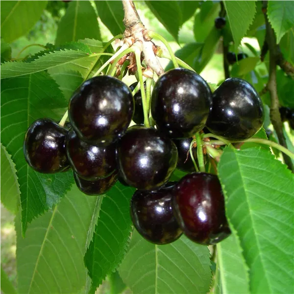 Brennkirschen