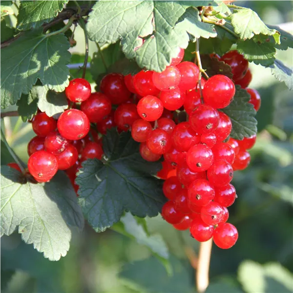 Beeren