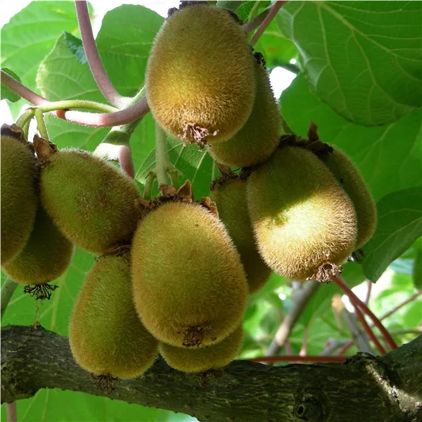Actinidia chinensis 'Hayward' Kiwi 'Hayward' weiblich