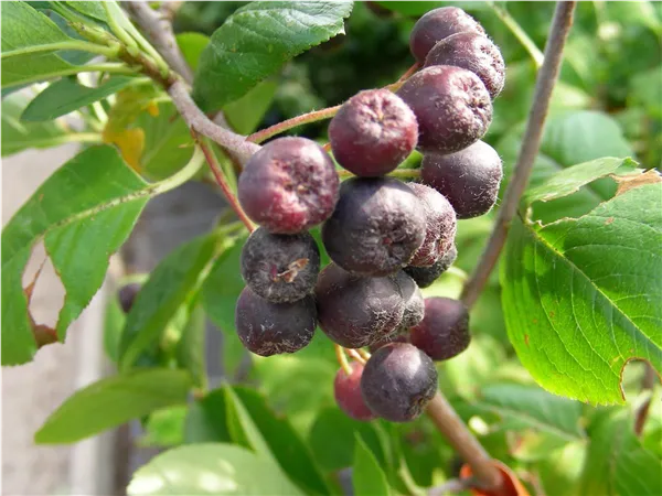 Aronia prunifolia 'Nero' Apfelbeere 'Nero'
