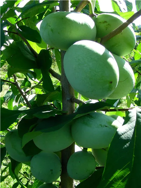 Asiminia Triloba Paw Paw 'Davis' Indianerbanane 'Davis -S-