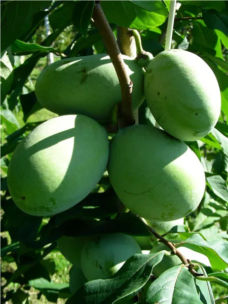 Asiminia Triloba Paw Paw 'Overleese' Indianerbanane 'Overleese'
