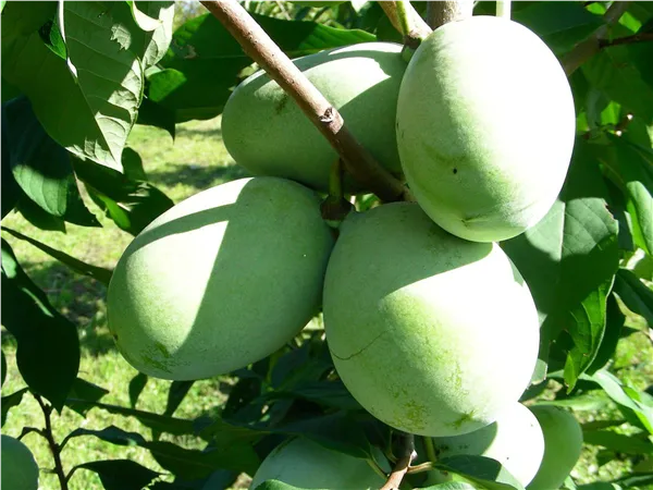 Asiminia Triloba Paw Paw 'Prima' -S- Indianerbanane 'Prima' -S-