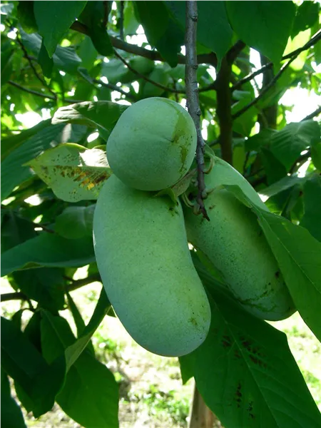 Asiminia Triloba Paw Paw 'Sunflower' Indianerbanane  'Sunflower'