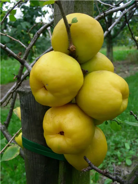 Chaenomeles 'Cido' 'Nordische Zitrone' Scheinquitte