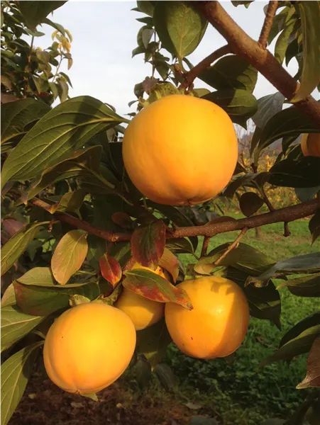 Diospyros kaki 'Tipo' Kaki 'Tipo'