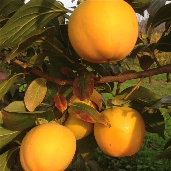 Diospyros kaki 'Vaniglia' Kaki 'Vaniglia'