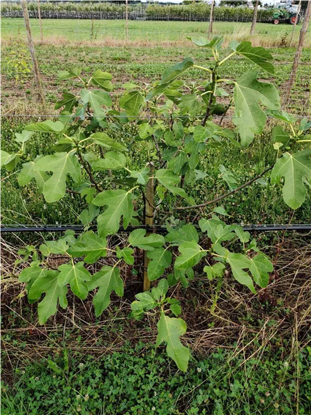 Ficus carica 'Blaue Turkey' Feige 'Blaue Turkey'