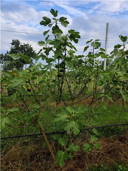 Ficus carica 'Nordlandfeige' Feige 'Nordlandfeige