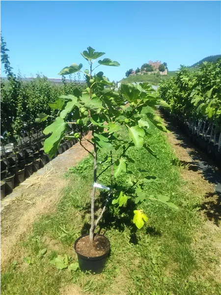 Ficus carica 'Schwedenturm' Feige 'Schwedenturm'