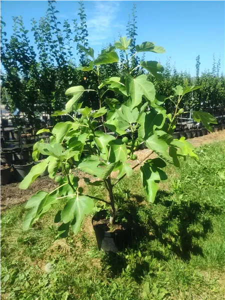 Ficus carica 'Violetto' Feige 'Violetto'