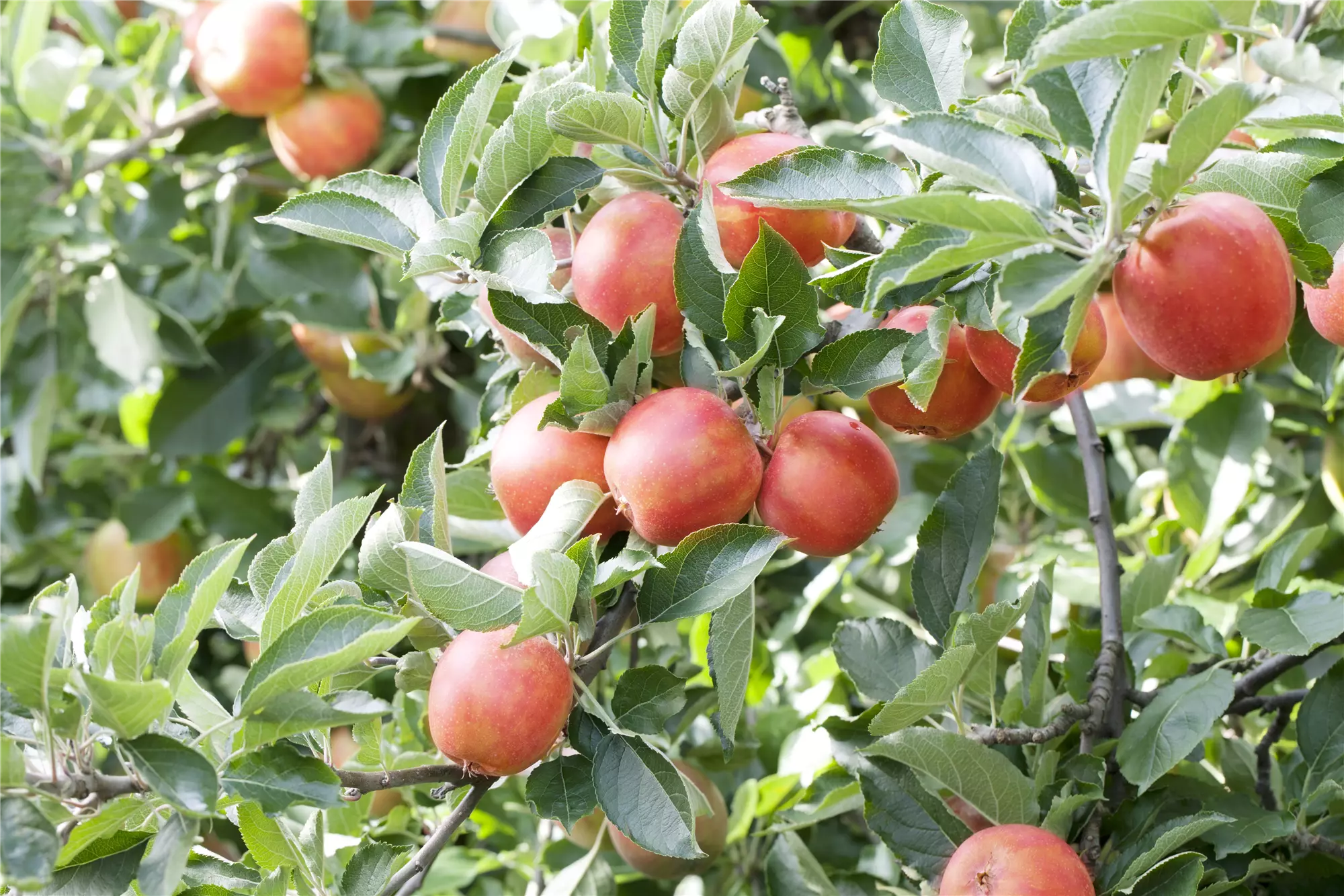 Obstbäume über's ganze Jahr