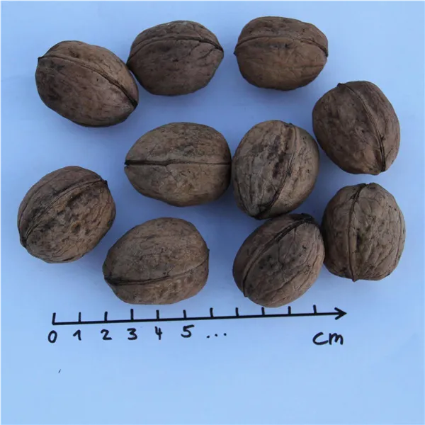 Juglans regia 'Klon 26 Syn. Geisenheimer'   CAC Walnuß 'Klon 26 Syn. Geisenheimer'   CAC