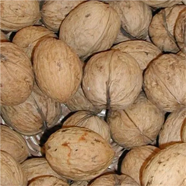 Juglans regia 'Mars'   CAC Walnuß 'Mars'   CAC