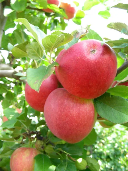 Malus 'Ahrina' ®   CAC Apfel 'Ahrina' ®   CAC