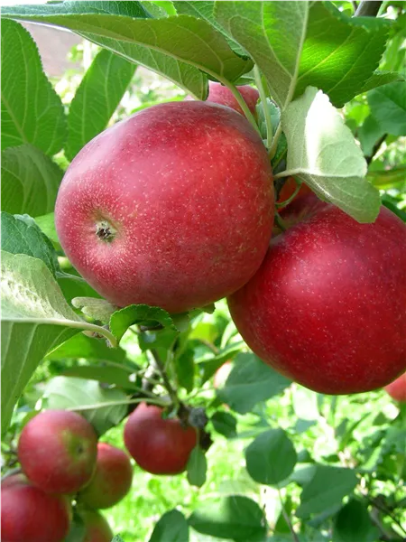 Malus 'Ahrista' ®   zert.vf Apfel 'Ahrista' ®   zert.vf