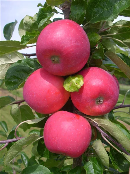 Malus 'Allegro' ®   zert.vf Apfel 'Allegro' ®   zert.vf
