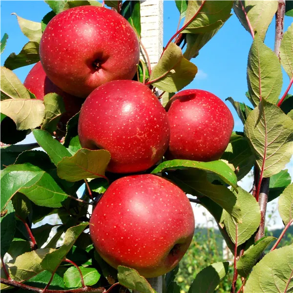 Malus 'Baya ® Marisa'   CAC Apfel 'Baya ® Marisa'   CAC