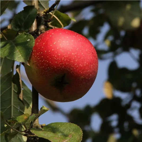 Malus 'Berner Rosenapfel'   CAC Apfel 'Berner Rosenapfel'   CAC