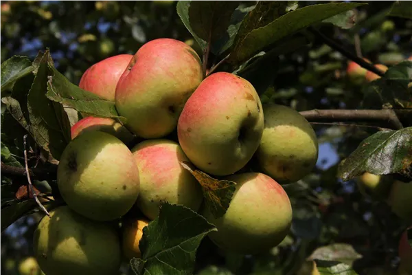 Malus 'Bittenfelder Sämling'   CAC Apfel 'Bittenfelder Sämling'   CAC