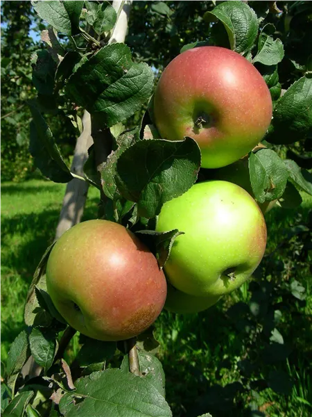 Malus 'Brettacher'   CAC Apfel 'Brettacher'   CAC