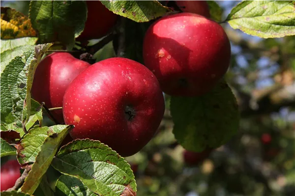Malus 'Danziger Kantapfel'   CAC Apfel 'Danziger Kantapfel'   CAC