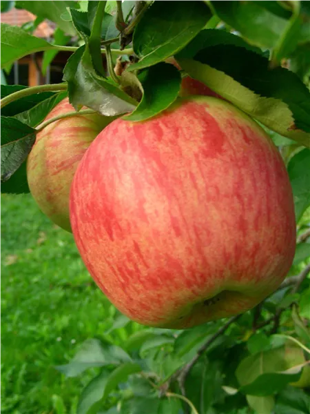 Malus 'Delcorf'   CAC Apfel 'Delcorf'   CAC