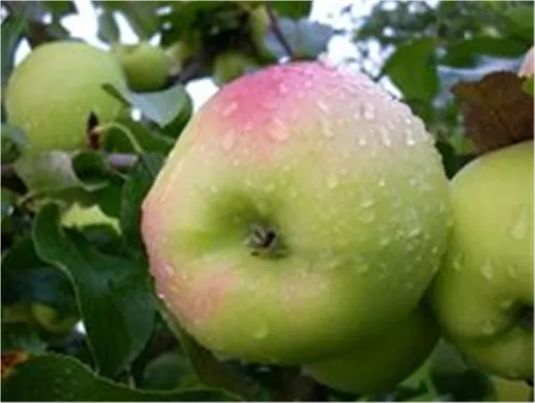 Malus 'Delia' ®   CAC Apfel 'Delia' ®   CAC