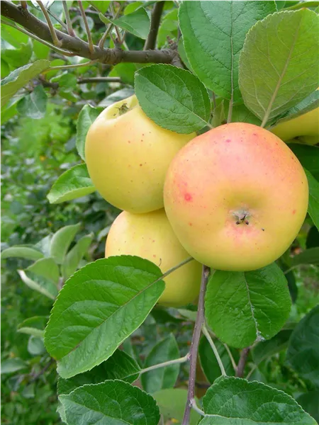 Malus 'Dundenh. Schätzler'   CAC Apfel 'Dundenh. Schätzler'   CAC