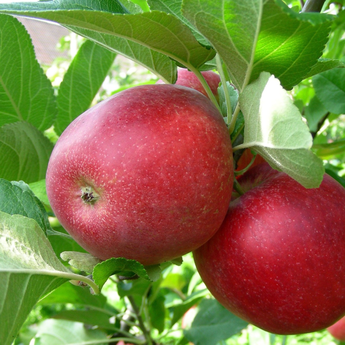 Apfelbäume :: Kiefer Obstwelt: Online-Shop
